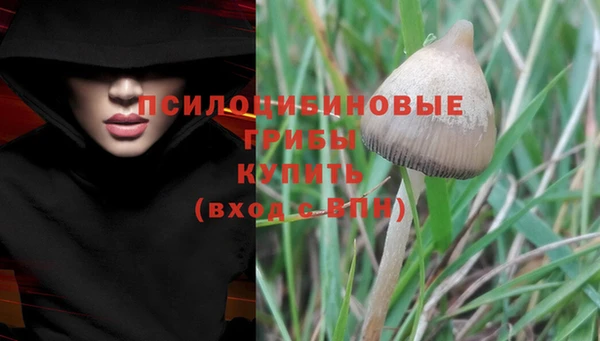 PSILOCYBIN Белокуриха